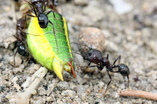 Mravenci v lese — Stock fotografie