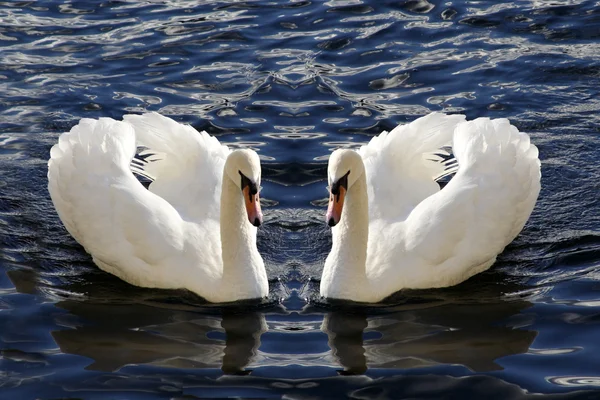 Swans Royalty Free Stock Images