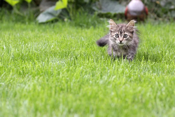 Fiatal macska a fűben Stock Kép