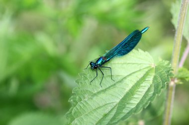 calopteryx Başak