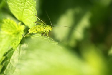 Katydid