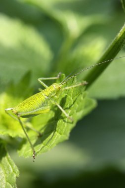 Katydid