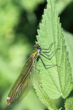 calopteryx Başak