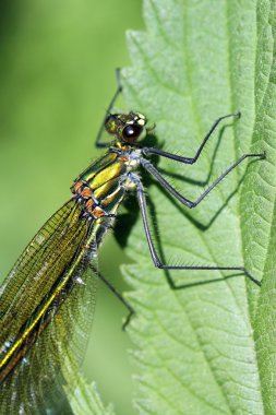 calopteryx Başak