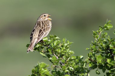 Song sparrow on shrub branch with beak open singing a song in the evening sunlight clipart