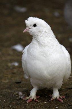 Albino barbary güvercin