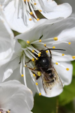 abeja sobre una flor de cerezo