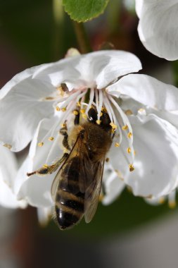 abeja sobre una flor de cerezo