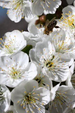 abeja sobre una flor de cerezo