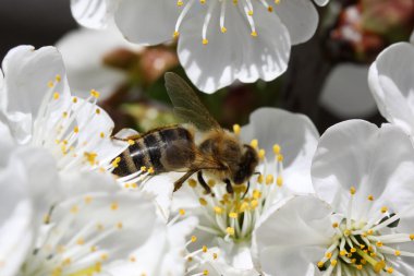 abeja sobre una flor de cerezo