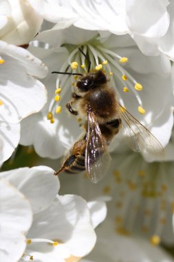 abeja sobre una flor de cerezo