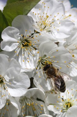 abeja sobre una flor de cerezo