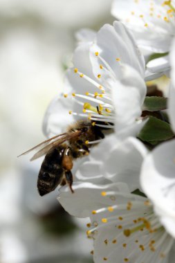 abeja sobre una flor de cerezo