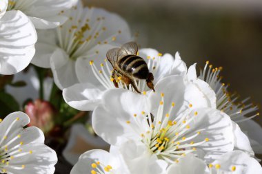 abeja sobre una flor de cerezo