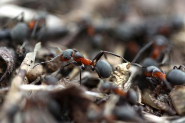 Ormandaki karıncalar