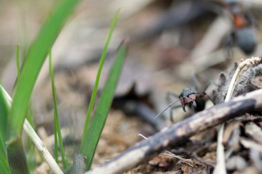 Ormandaki karıncalar