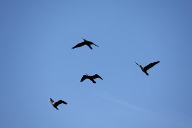 Siyah karabatak (phalacrocorax carbo) uçan