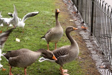 Greylag Kaz