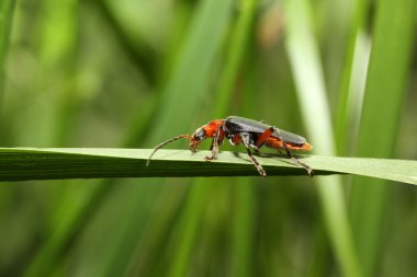 Cantharis Livida