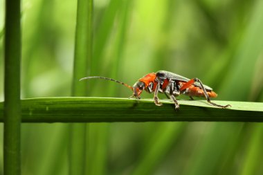 Cantharis Livida