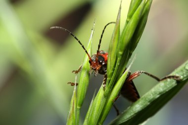 Cantharis Livida