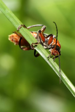 Cantharis Livida