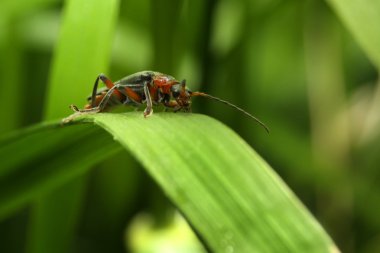 Cantharis Livida