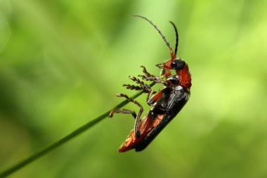 Cantharis Livida