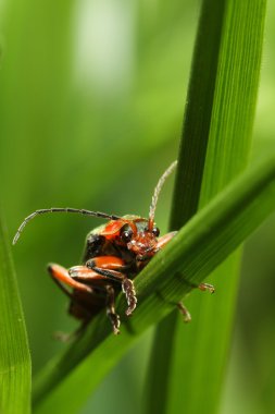 Cantharis Livida