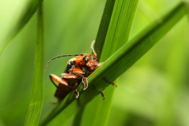 Cantharis Livida