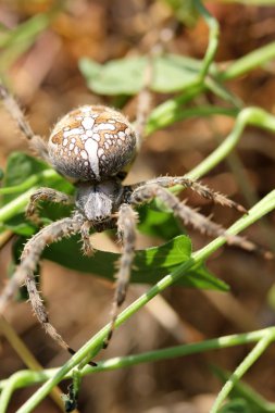 Orb weaver yakın çekim