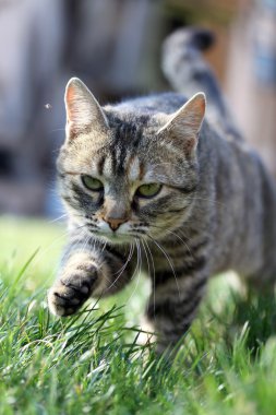 Kedi çimenlerde oynuyor.