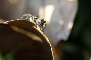 Orb weaver yakın çekim