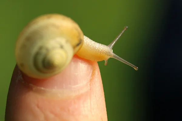 손가락에 있는 달팽이 — 스톡 사진