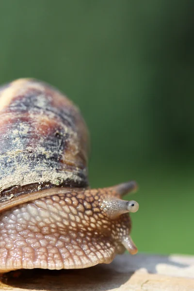 Escargot se déplaçant dans un jardin — Photo