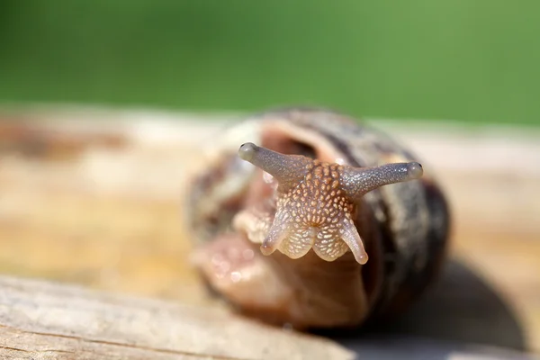 Mozgó egy kerti csiga — Stock Fotó