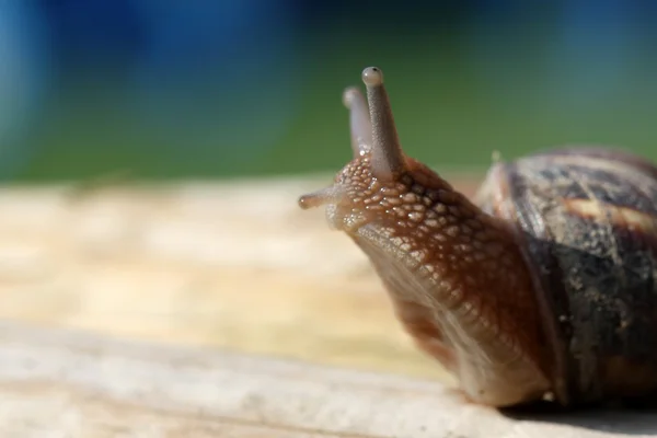 달팽이 정원에서 이동 — 스톡 사진