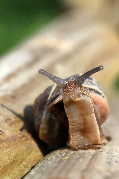 Escargot se déplaçant dans un jardin — Photo