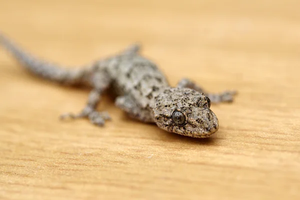 A lizard — Stock Photo, Image