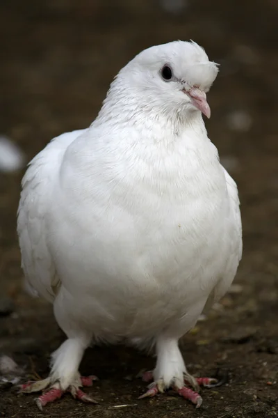Albino barbary dove — Stock Photo, Image