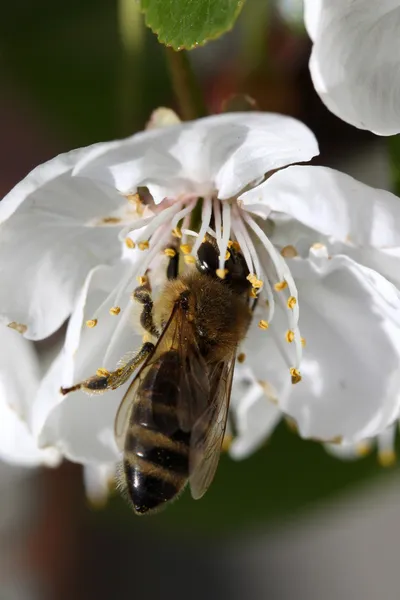 Bee on a cherry blooming flower — Stock Photo, Image