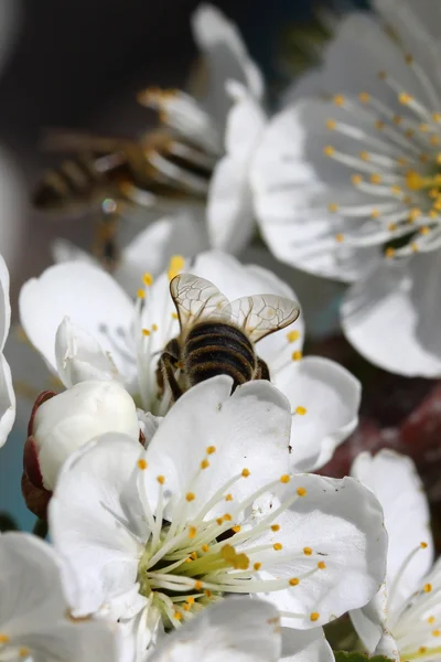 桜咲く花に蜂 — ストック写真
