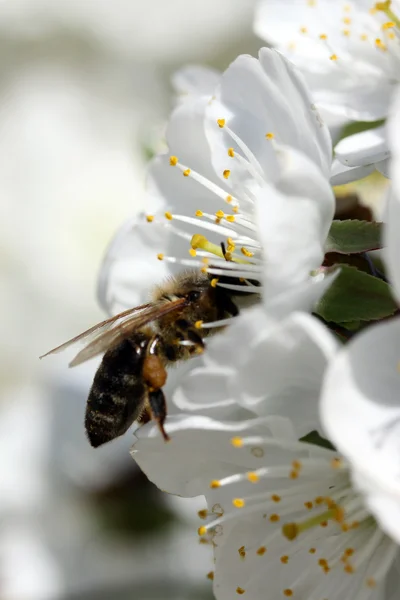 Bee on a cherry blooming flower — Stock Photo, Image