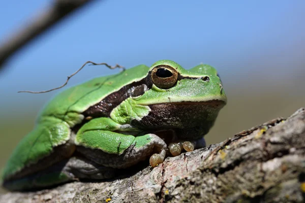 stock image Frog on a branch