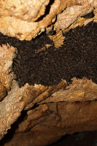 コウモリの colocolony — ストック写真