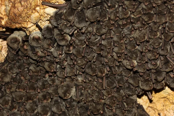 Una colocolonia de murciélagos — Foto de Stock