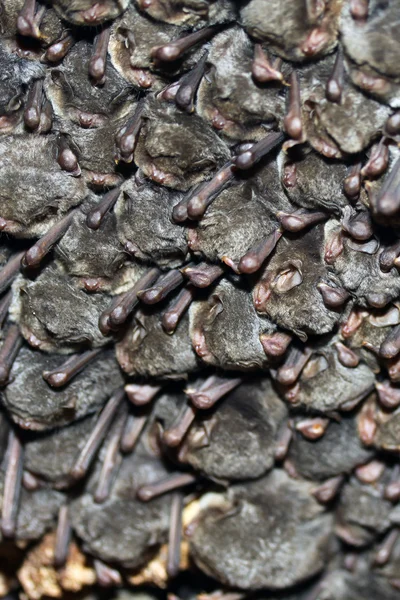 En colocolony av fladdermöss — Stockfoto