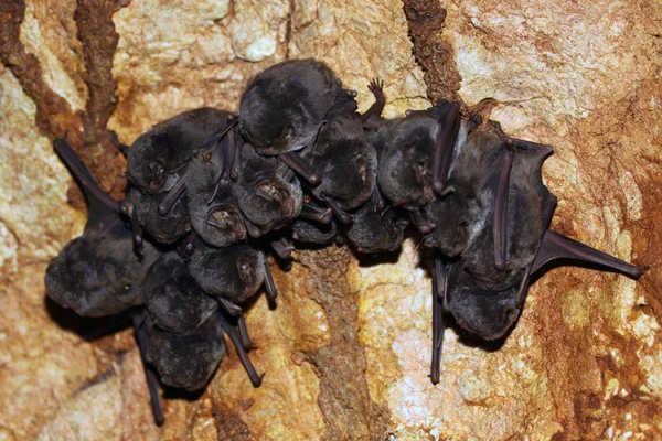 Una colonia di pipistrelli — Foto Stock