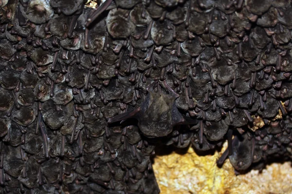 Uma colónia de morcegos — Fotografia de Stock