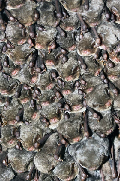 Una colonia di pipistrelli — Foto Stock